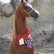 2012 Scottsdale Show | Schatzberg/Osteen