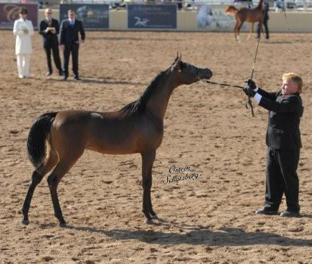 2012 Scottsdale Show | Schatzberg/Osteen