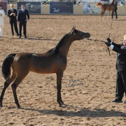 2012 Scottsdale Show | Schatzberg/Osteen