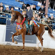 2012 Scottsdale Show | Schatzberg/Osteen