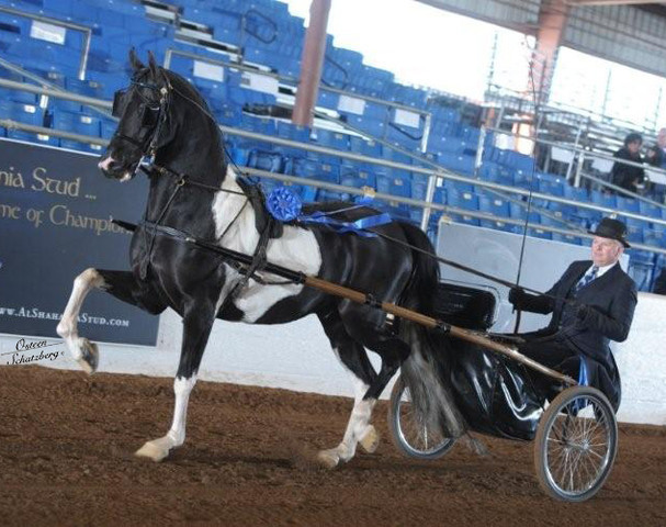 2012 Scottsdale Show | Schatzberg/Osteen