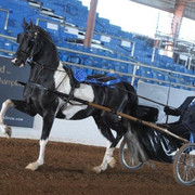 2012 Scottsdale Show | Schatzberg/Osteen
