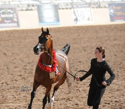 2012 Scottsdale Show | Schatzberg/Osteen