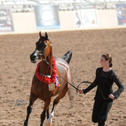 2012 Scottsdale Show | Schatzberg/Osteen