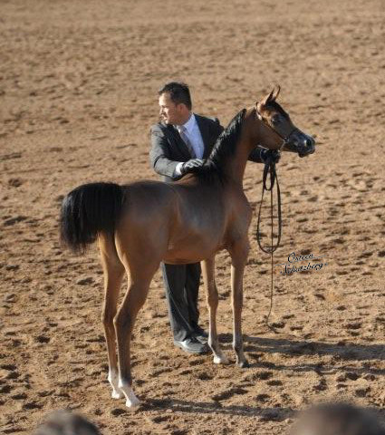 2012 Scottsdale Show | Schatzberg/Osteen