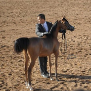 2012 Scottsdale Show | Schatzberg/Osteen