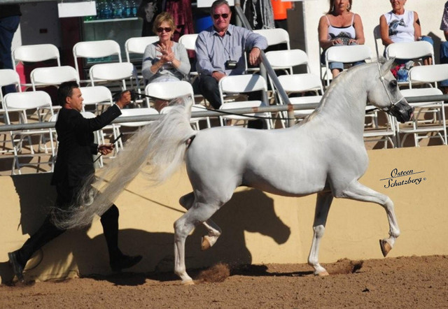 2012 Scottsdale Show | Schatzberg/Osteen