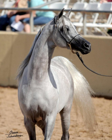 2012 Scottsdale Show | Schatzberg/Osteen
