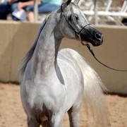 2012 Scottsdale Show | Schatzberg/Osteen