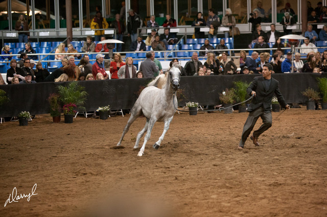 2012 Scottsdale Show Photos | Darryl Larson