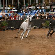 2012 Scottsdale Show Photos | Darryl Larson