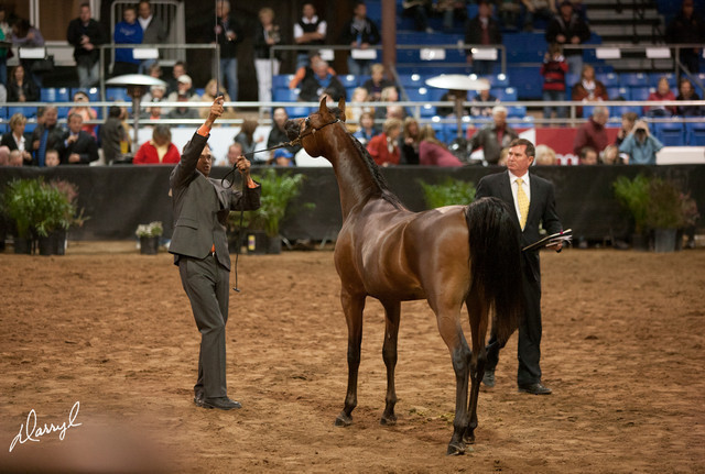 2012 Scottsdale Show Photos | Darryl Larson