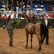 2012 Scottsdale Show Photos | Darryl Larson
