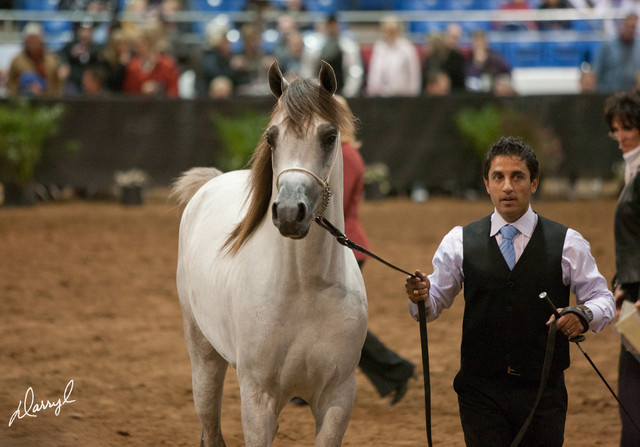 2012 Scottsdale Show Photos | Darryl Larson
