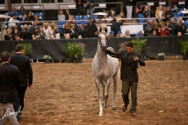 2012 Scottsdale Show Photos | Darryl Larson