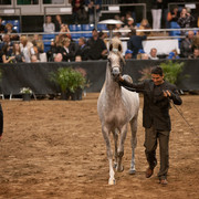 2012 Scottsdale Show Photos | Darryl Larson