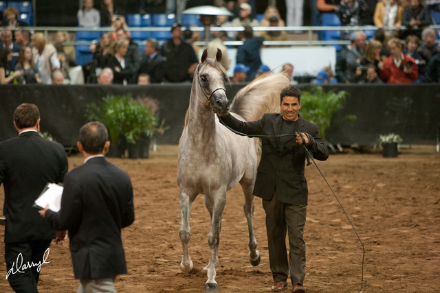 2012 Scottsdale Show Photos | Darryl Larson