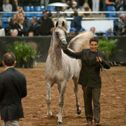 2012 Scottsdale Show Photos | Darryl Larson