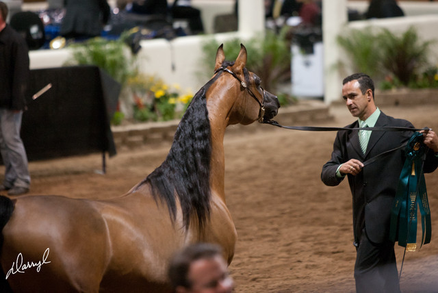 2012 Scottsdale Show Photos | Darryl Larson