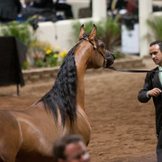2012 Scottsdale Show Photos | Darryl Larson