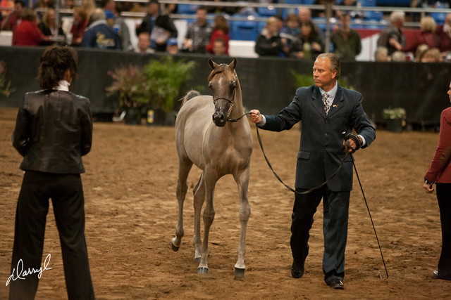 2012 Scottsdale Show Photos | Darryl Larson