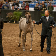 2012 Scottsdale Show Photos | Darryl Larson