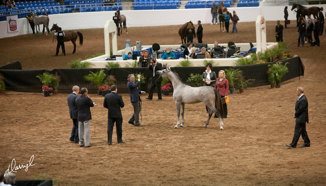 2012 Scottsdale Show Photos | Darryl Larson