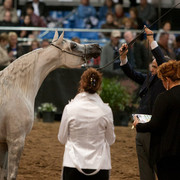 2012 Scottsdale Show Photos | Darryl Larson