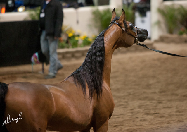 2012 Scottsdale Show Photos | Darryl Larson