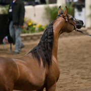 2012 Scottsdale Show Photos | Darryl Larson