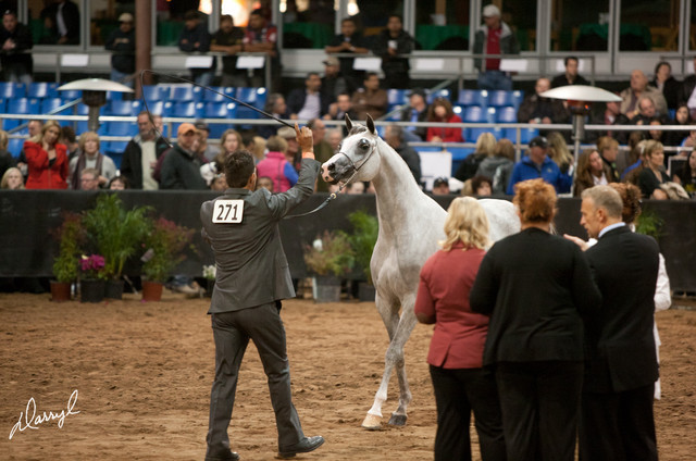2012 Scottsdale Show Photos | Darryl Larson