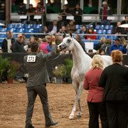 2012 Scottsdale Show Photos | Darryl Larson