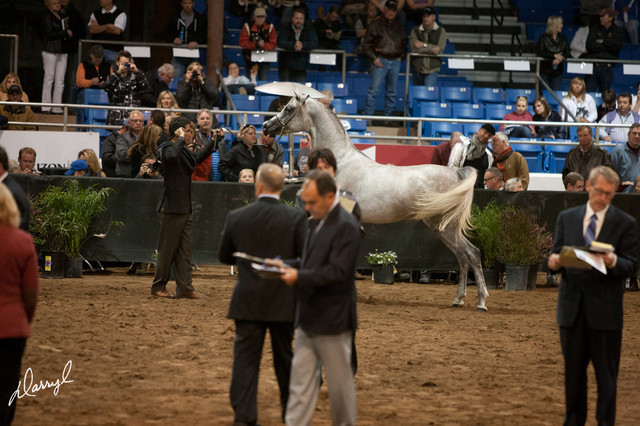 2012 Scottsdale Show Photos | Darryl Larson