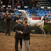 2012 Scottsdale Show Photos | Darryl Larson