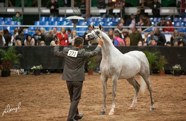 2012 Scottsdale Show Photos | Darryl Larson