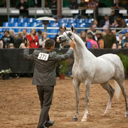 2012 Scottsdale Show Photos | Darryl Larson