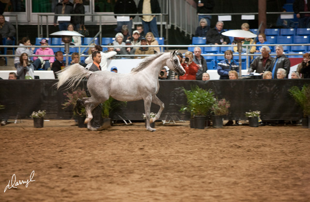 2012 Scottsdale Show Photos | Darryl Larson