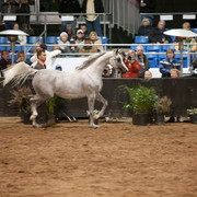 2012 Scottsdale Show Photos | Darryl Larson