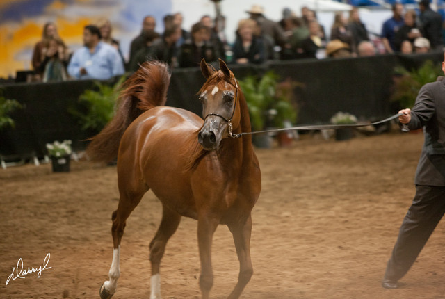 2012 Scottsdale Show Photos | Darryl Larson