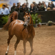 2012 Scottsdale Show Photos | Darryl Larson
