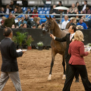 2012 Scottsdale Show Photos | Darryl Larson
