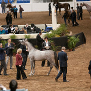 2012 Scottsdale Show Photos | Darryl Larson