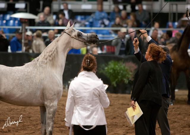 2012 Scottsdale Show Photos | Darryl Larson