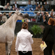 2012 Scottsdale Show Photos | Darryl Larson