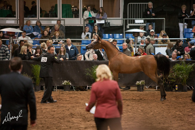 2012 Scottsdale Show Photos | Darryl Larson