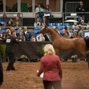 2012 Scottsdale Show Photos | Darryl Larson
