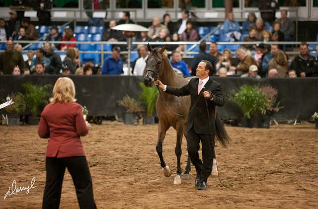 2012 Scottsdale Show Photos | Darryl Larson