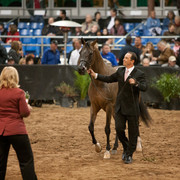 2012 Scottsdale Show Photos | Darryl Larson