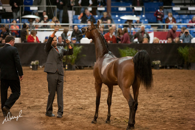 2012 Scottsdale Show Photos | Darryl Larson
