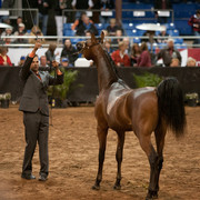 2012 Scottsdale Show Photos | Darryl Larson